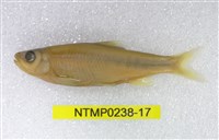 藏品(平頜鱲)的圖片